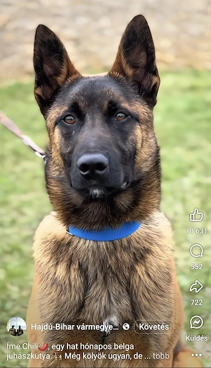 Fajtatiszta belga juhász kölykök (Malinois) - kép 4