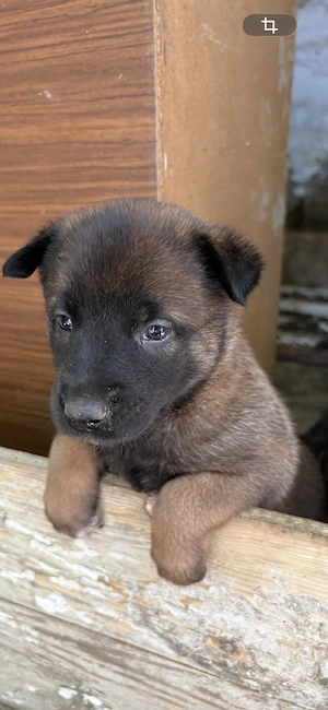 Fajtatiszta belga juhász kölykök (Malinois) - kép 2