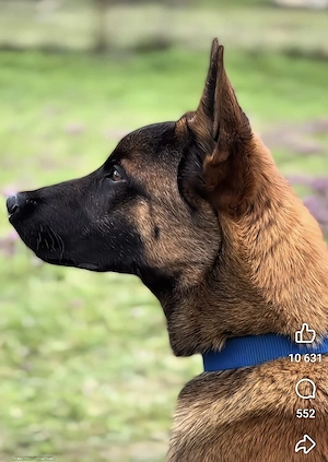 Fajtatiszta belga juhász kölykök (Malinois) - kép 3