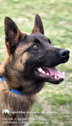Fajtatiszta belga juhász kölykök (Malinois) - kép 5