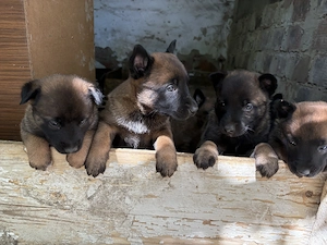 Fajtatiszta belga juhász kölykök (Malinois)