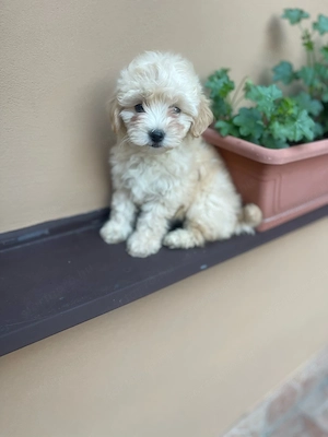 Maltipoo kiskutya