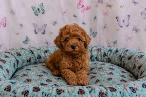 törpe uszkár kiskutyák eladó toy uszkár poodle  - kép 3