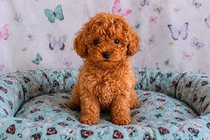 törpe uszkár kiskutyák eladó toy uszkár poodle  - kép 2