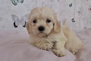 mini maltipoo babák  toy uszkár  - máltai selyem  - kép 6