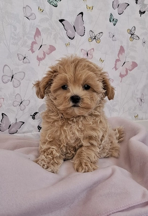 mini maltipoo babák  toy uszkár  - máltai selyem  - kép 3