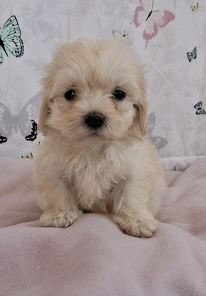 mini maltipoo babák  toy uszkár  - máltai selyem  - kép 5