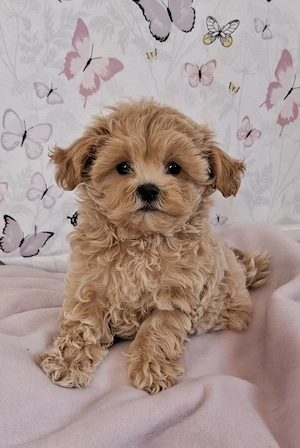 mini maltipoo babák  toy uszkár  - máltai selyem  - kép 4