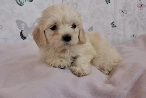 mini maltipoo babák  toy uszkár  - máltai selyem  - kép 7