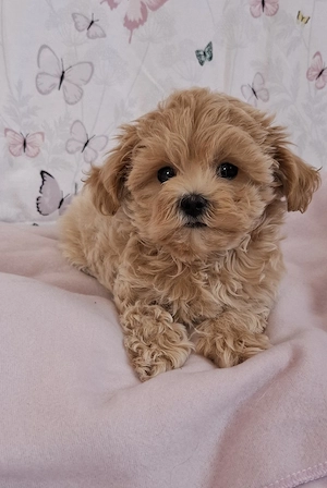 mini maltipoo babák  toy uszkár  - máltai selyem  - kép 2