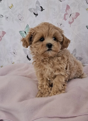 mini maltipoo babák  toy uszkár  - máltai selyem 