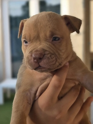 American bully kiskutyák