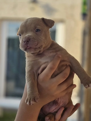 American bully kiskutyák - kép 4