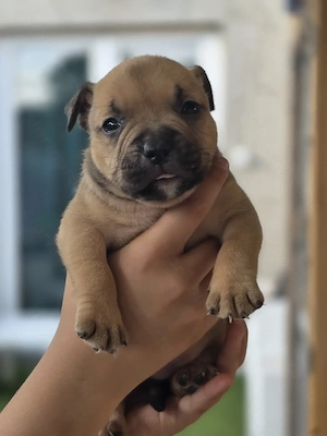 American bully kiskutyák - kép 2
