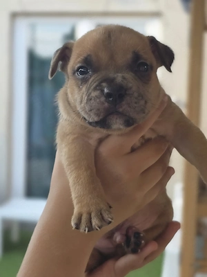 American bully kiskutyák - kép 3