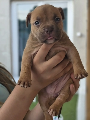 American bully kiskutyák - kép 5