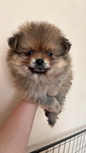 Két tündéri Pomerániai kislány és kisfiú álomgazdit keres!  - kép 3