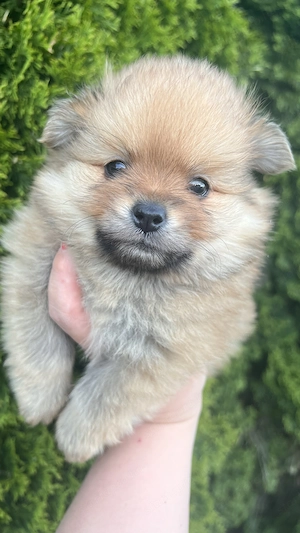 Két tündéri Pomerániai kislány és kisfiú álomgazdit keres!  - kép 4