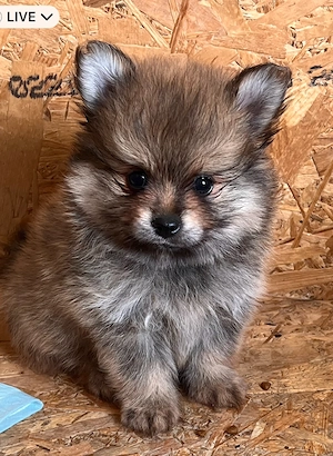 Két tündéri Pomerániai kislány és kisfiú álomgazdit keres!  - kép 2