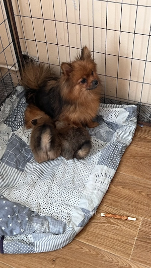 Két tündéri Pomerániai kislány és kisfiú álomgazdit keres!  - kép 8