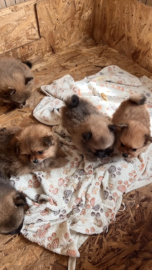 Két tündéri Pomerániai kislány és kisfiú álomgazdit keres!  - kép 6