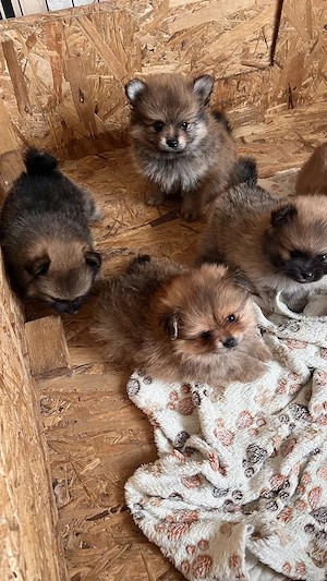 Két tündéri Pomerániai kislány és kisfiú álomgazdit keres!  - kép 7