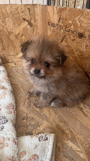 Két tündéri Pomerániai kislány és kisfiú álomgazdit keres!  - kép 5