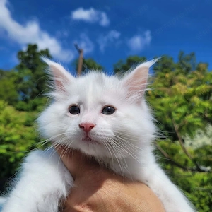 Maine coon kisfiú 