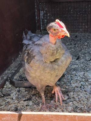 Australorp keverék kakasok ingyen - kép 6