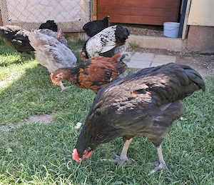 Australorp keverék kakasok ingyen - kép 8