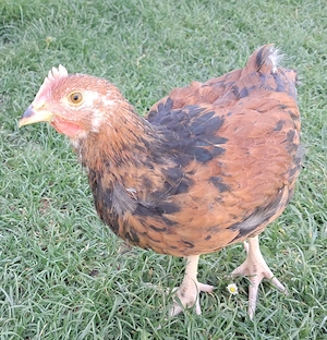 Australorp keverék kakasok ingyen - kép 7