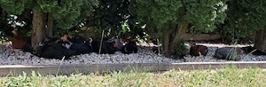 Australorp keverék kakasok ingyen - kép 3
