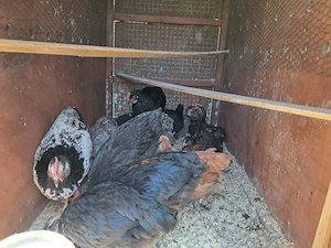 Australorp keverék kakasok ingyen - kép 4