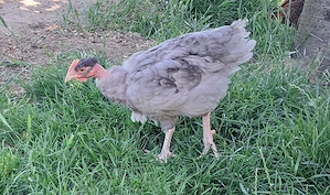 Australorp keverék kakasok ingyen - kép 5