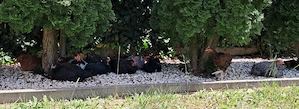Australorp keverék kakasok ingyen - kép 2