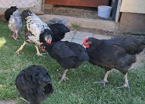 Australorp keverék kakasok ingyen - kép 9