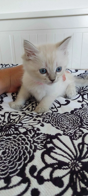 Ragdoll cica - kép 6