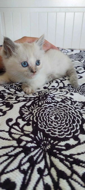 Ragdoll cica - kép 2