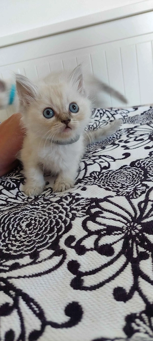 Ragdoll cica - kép 4