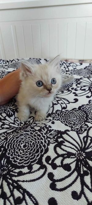 Ragdoll cica - kép 3