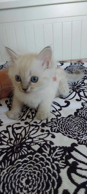 Ragdoll cica - kép 5