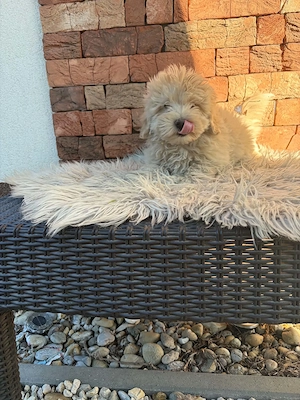 Maltipoo kiskutyák gazdit keresnek