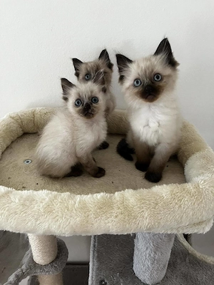 Ragdoll cica - kép 3