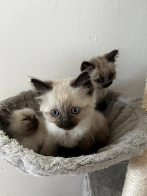 Ragdoll cica - kép 4