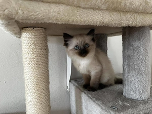 Ragdoll cica - kép 5