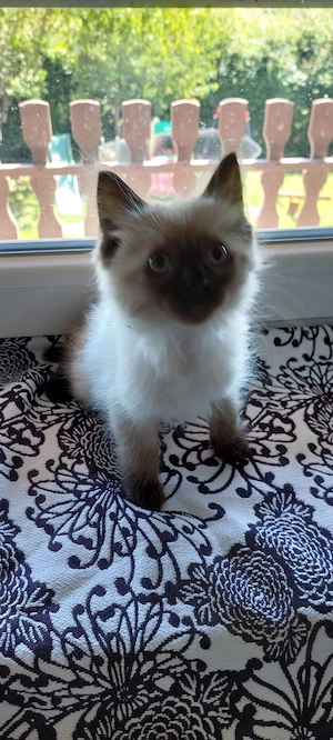 Ragdoll cica - kép 2