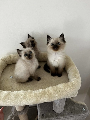 Ragdoll cica