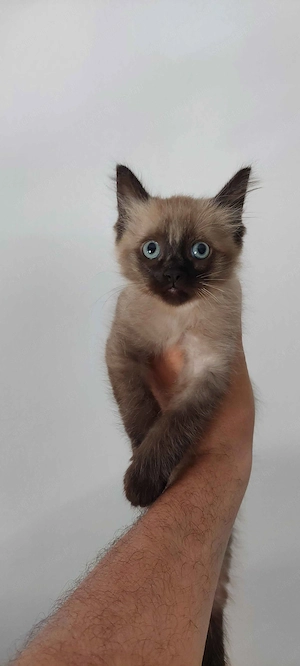 Ragdoll cica Blue Mink - kép 2