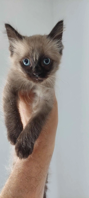 Ragdoll cica Blue Mink - kép 3