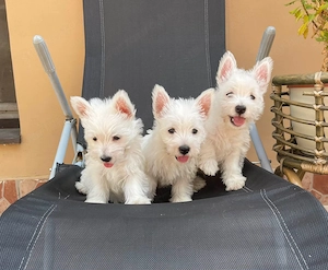 Westie kiskutyák